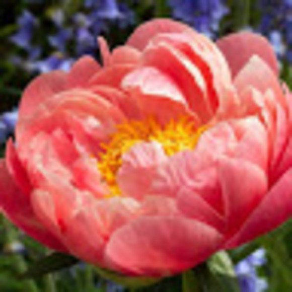 Meet your Posher, Christopher - Picture 1 of 1